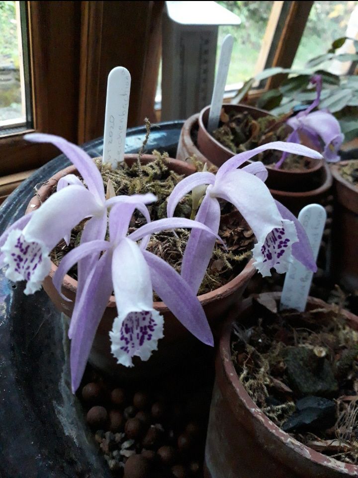 CANWOS Society Blog November